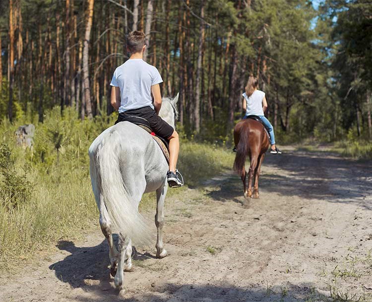 Vered Hagalil Stables