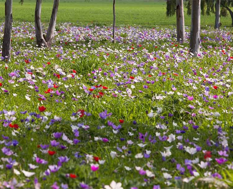 Through Blossom Streams And More