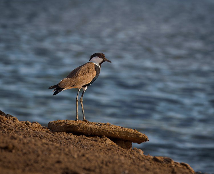 The Bird Sanctuary, Eilat