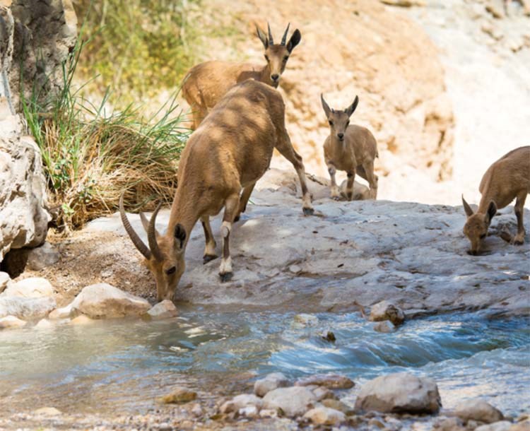 Ein Gedi Reserve