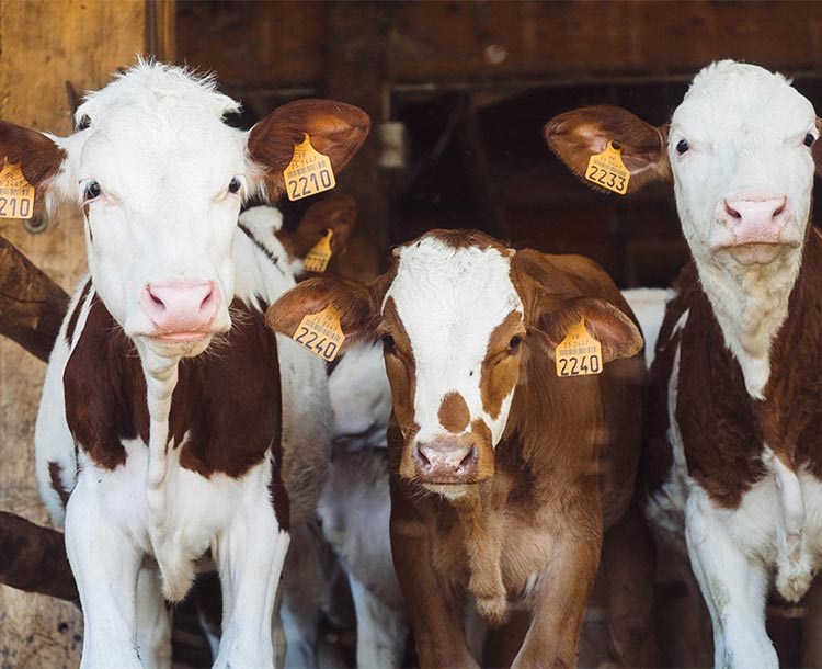 Milk From The Krulander Farm