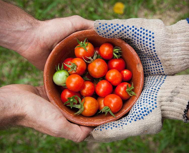Self Fruit Picking